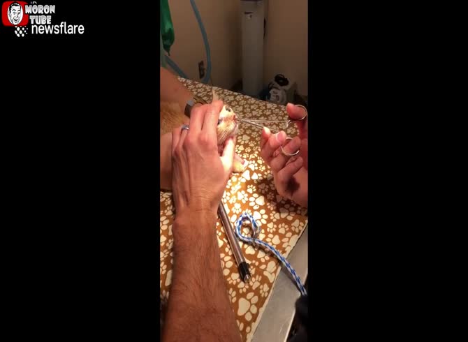 Video :A huge cuterebra larva emerged from a kitten's nose in North Carolina